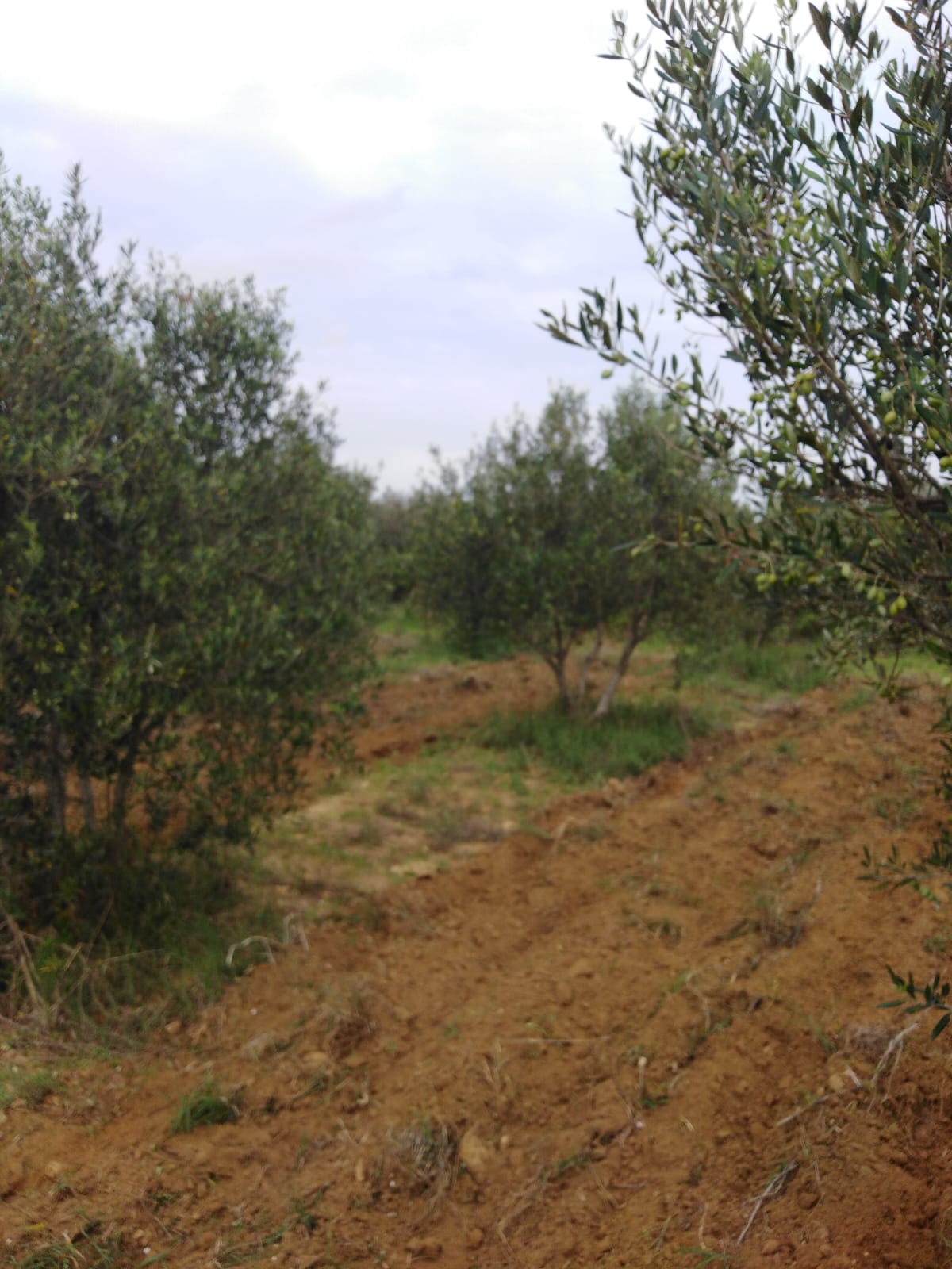 Menzel Temime&nbsp;Lazidine&nbsp;Terrain&nbsp;Terrain agricole&nbsp;Opportnuinit�    investissement agricile