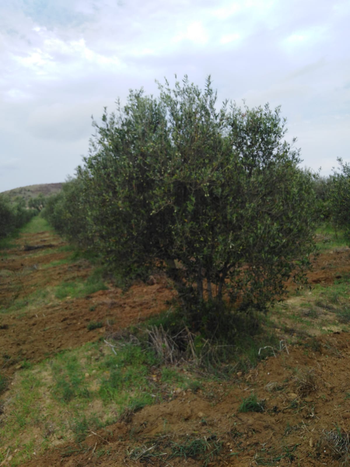 Menzel Temime&nbsp;Lazidine&nbsp;Terrain&nbsp;Terrain agricole&nbsp;Opportnuinit�    investissement agricile