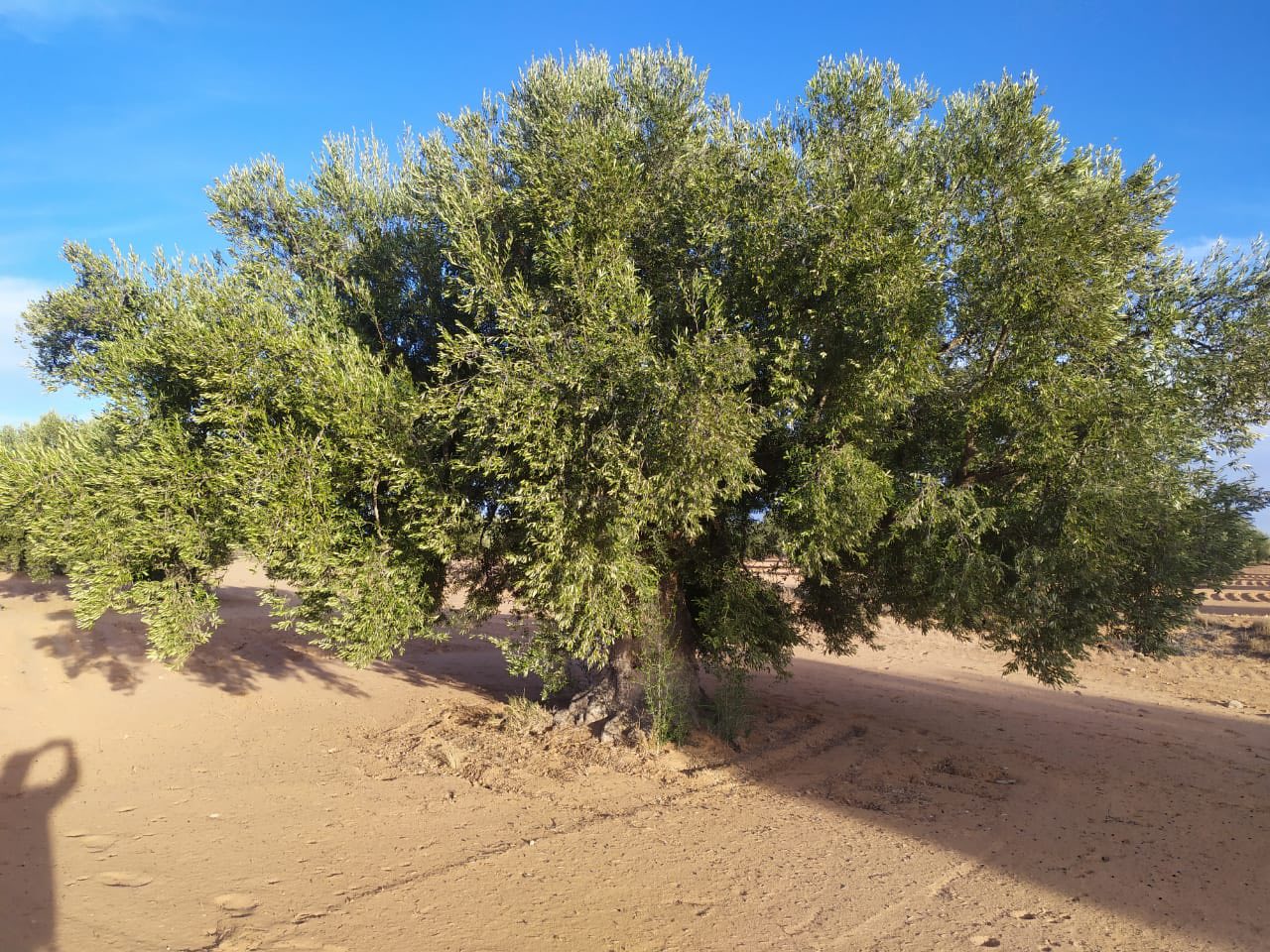 Menzel Chaker&nbsp;Menzel Hedi Chaker&nbsp;Terrain&nbsp;Terrain agricole&nbsp;Oliveraie de prestige titre foncier individuel