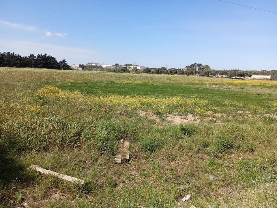 El Haouaria&nbsp;El Haouaria&nbsp;Terrain&nbsp;Terrain agricole&nbsp;Terrain a  elhaouria
