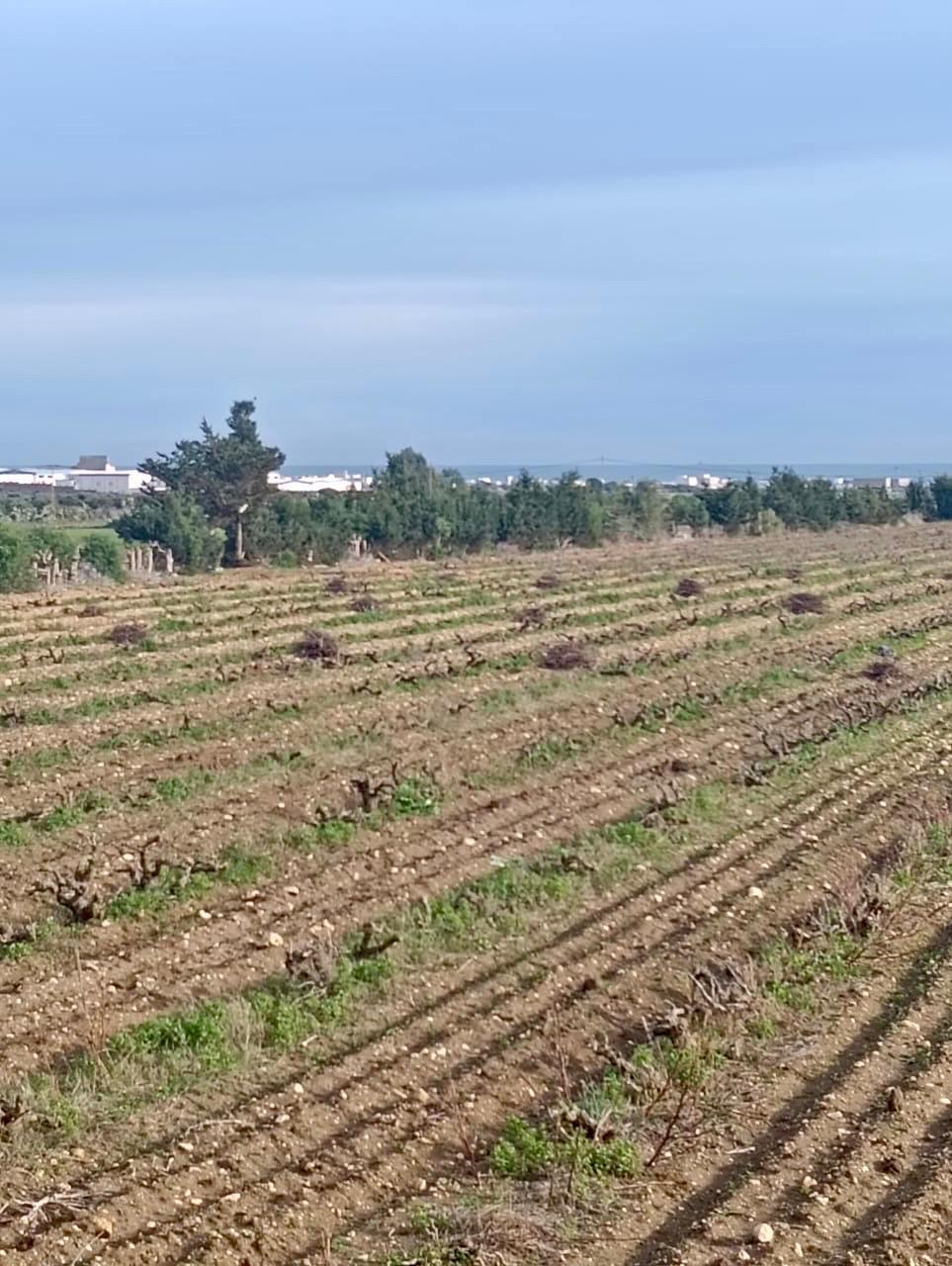 Kelibia&nbsp;Kelibia&nbsp;Terrain&nbsp;Terrain nu&nbsp;Terrain kelibia avec offre sp�cial