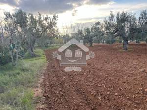 Kalaa El Kebira&nbsp;Kalaa El Kebira&nbsp;Vente&nbsp;Surfaces&nbsp;Terrain agricole    kalaa ref154a