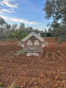 Kalaa El Kebira&nbsp;Kalaa El Kebira&nbsp;Vente&nbsp;Surfaces&nbsp;Terrain agricole    kalaa ref154a