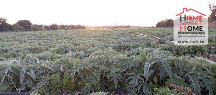 Mejez El Bab&nbsp;Mejez El Bab&nbsp;Terrain&nbsp;Terrain agricole&nbsp;Terrain agricole arvion � mjez el beb