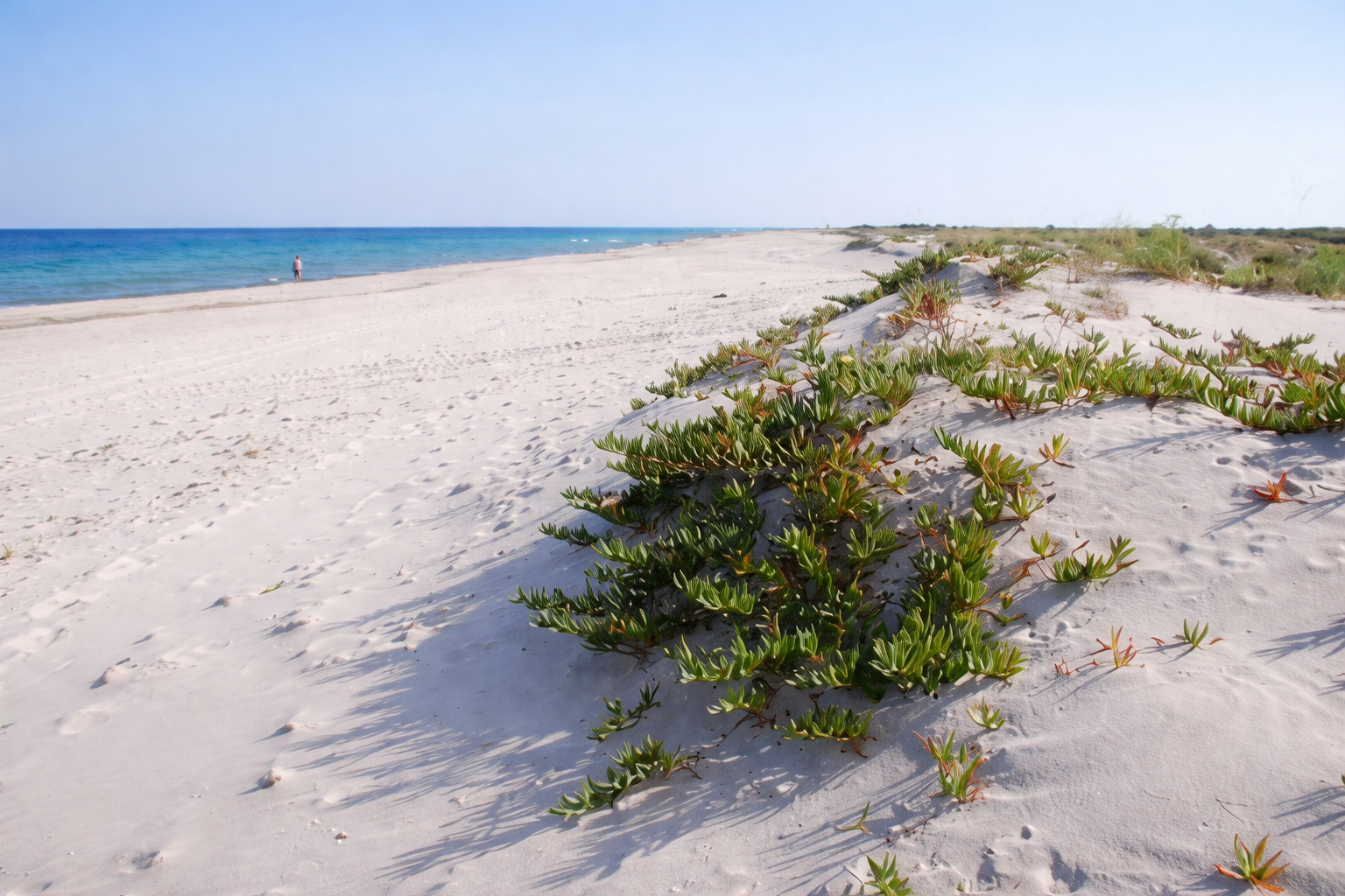 Menzel Temime&nbsp;Lebna&nbsp;Vente&nbsp;Surfaces&nbsp;Terrain 10000 m � lebna bord de mer 350 dtm2