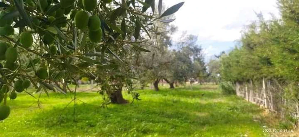 Ras Jebel&nbsp;El Garia Ras Jebal&nbsp;Terrain&nbsp;Terrain agricole&nbsp;Terrain � el garia avec 12 arbre d'olive