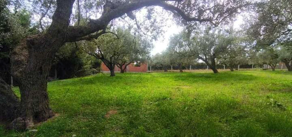 Ras Jebel&nbsp;El Garia Ras Jebal&nbsp;Terrain&nbsp;Terrain agricole&nbsp;Terrain � el garia avec 12 arbre d'olive