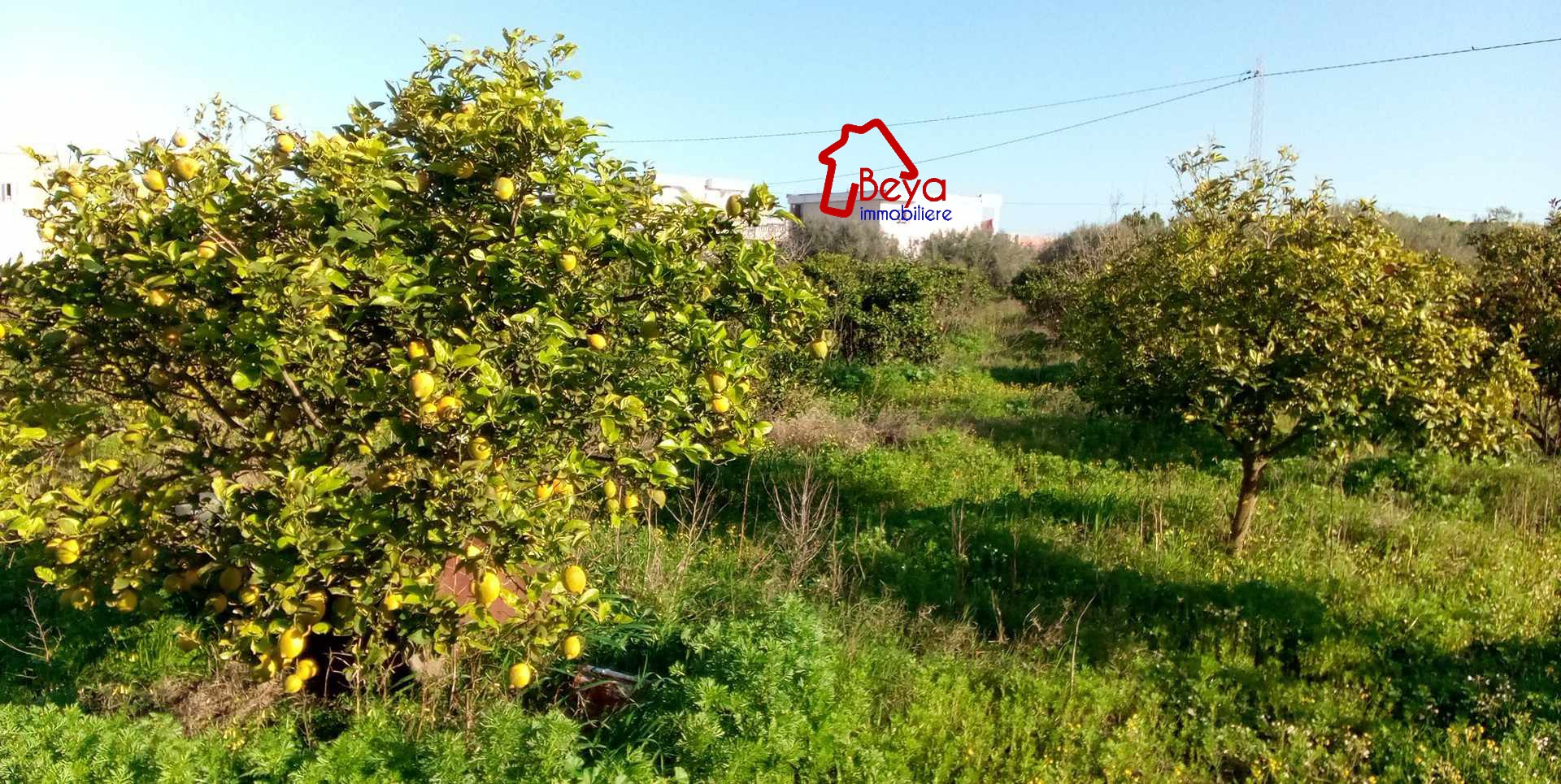 Beni Khalled&nbsp;Beni Khalled&nbsp;Terrain&nbsp;Terrain agricole&nbsp;Deux hectares cl�tur�s vtn026