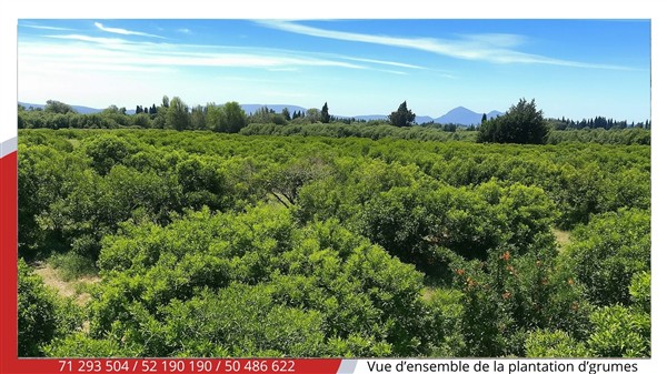 Menzel Bouzelfa&nbsp;Menzel Bouzelfa&nbsp;Terrain&nbsp;Terrain agricole&nbsp;Terrain agricole d agrumes de 5 ha