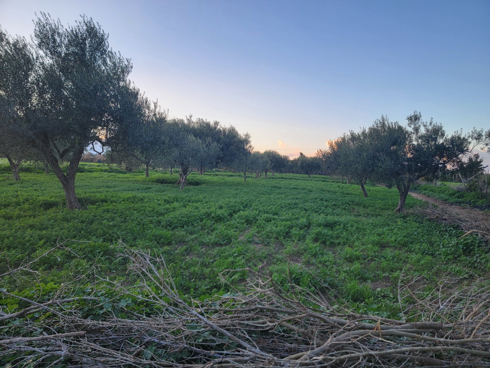 Korba&nbsp;Tazarka&nbsp;Vente&nbsp;Autre&nbsp;Terrain agricole