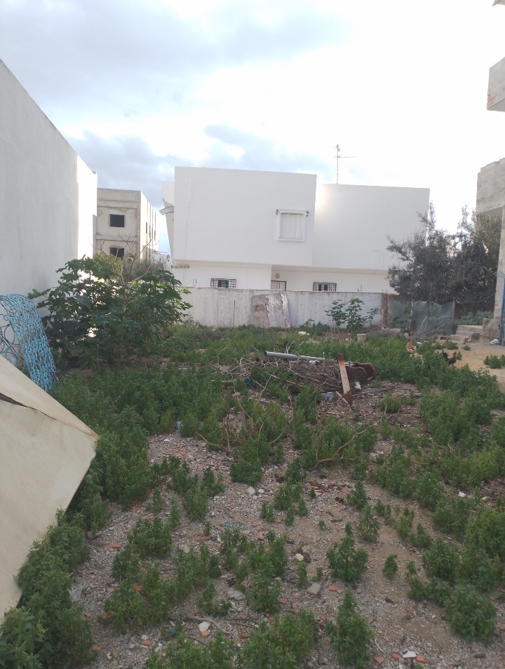 Hammamet&nbsp;Hammamet&nbsp;Terrain&nbsp;Terrain nu&nbsp;Terrain viabilis� 295m hammamet mrezga