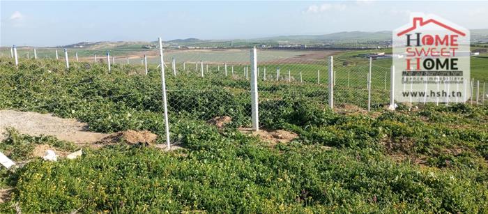 Mornaguia&nbsp;Mornaguia&nbsp;Terrain&nbsp;Terrain agricole&nbsp;Terrain agricole goria � mornaguia