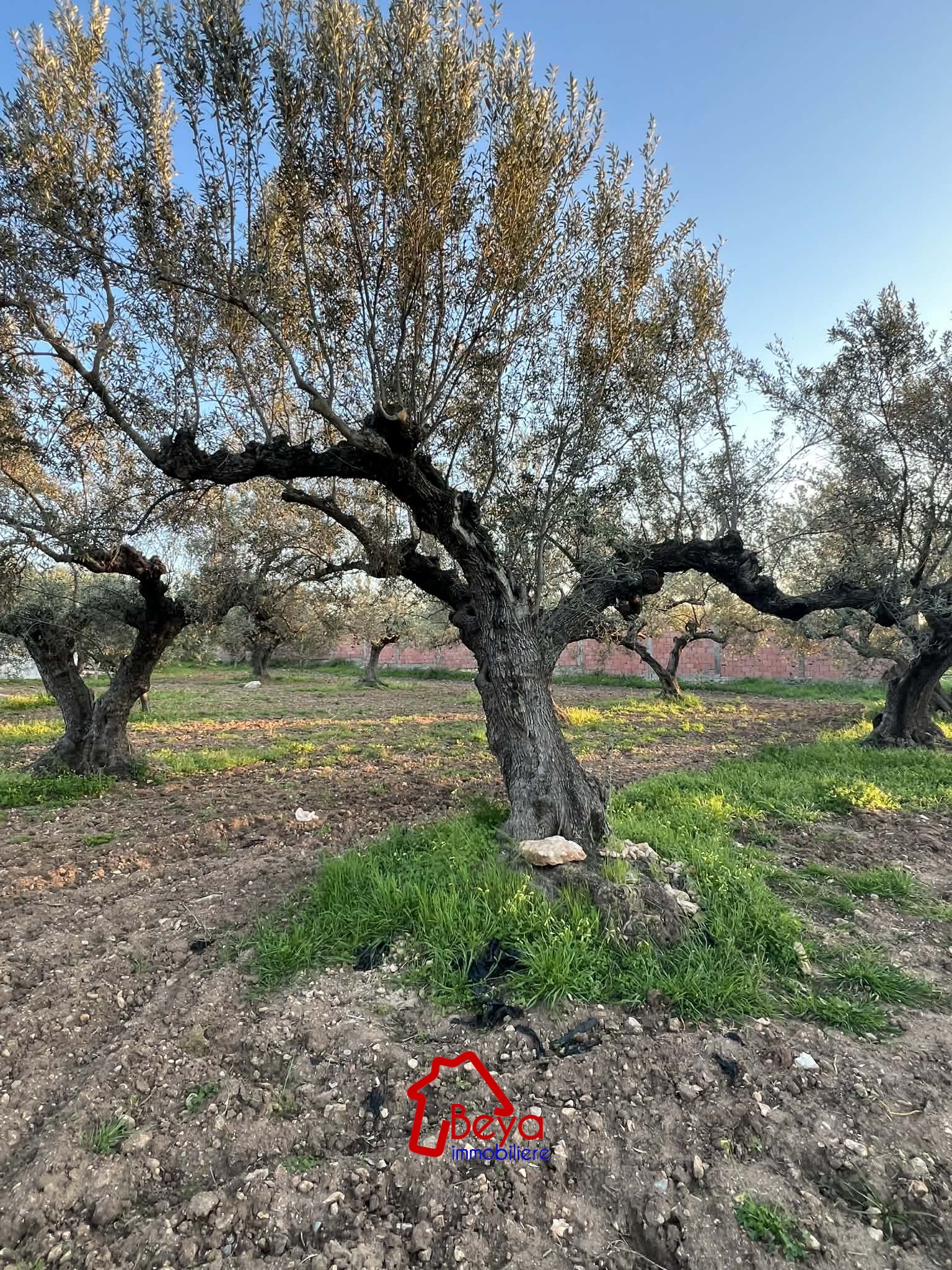 Beni Khiar&nbsp;Diar Ben Salem&nbsp;Terrain&nbsp;Terrain agricole&nbsp;Terrain donia vta015