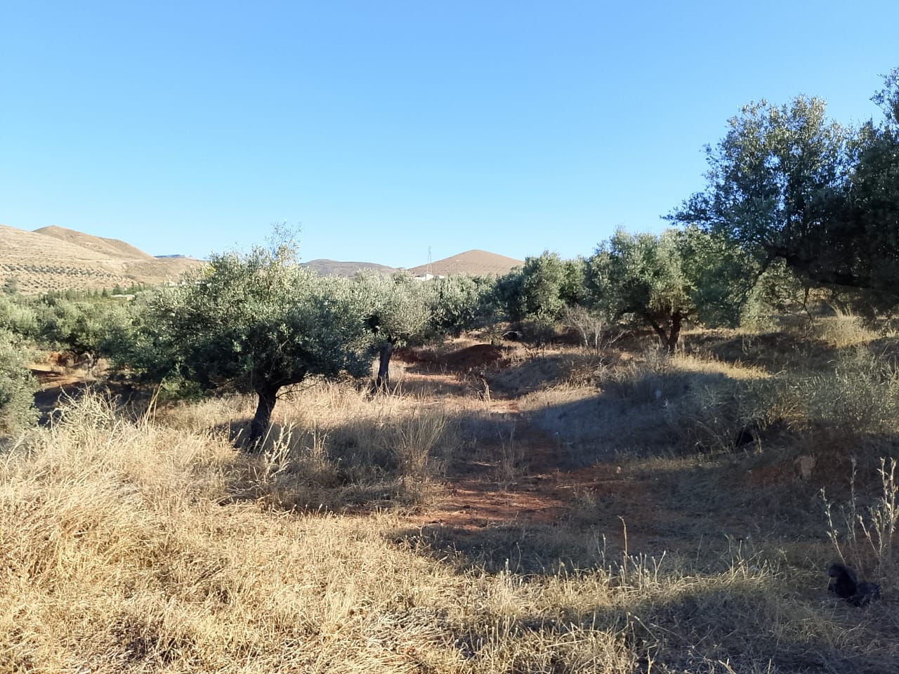 Sidi Thabet&nbsp;Sidi Thabet&nbsp;Terrain&nbsp;Terrain agricole&nbsp;1 hectare � sidi thabet