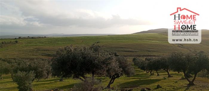 Mejez El Bab&nbsp;Mejez El Bab&nbsp;Terrain&nbsp;Terrain agricole&nbsp;Terrain agricole plania � mjez el beb