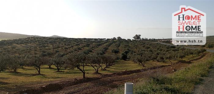 Mejez El Bab&nbsp;Mejez El Bab&nbsp;Terrain&nbsp;Terrain agricole&nbsp;Terrain agricole plania � mjez el beb