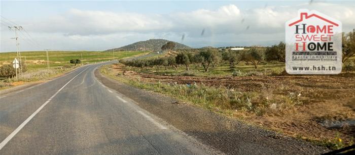 Mejez El Bab&nbsp;Mejez El Bab&nbsp;Terrain&nbsp;Terrain agricole&nbsp;Terrain agricole plania � mjez el beb