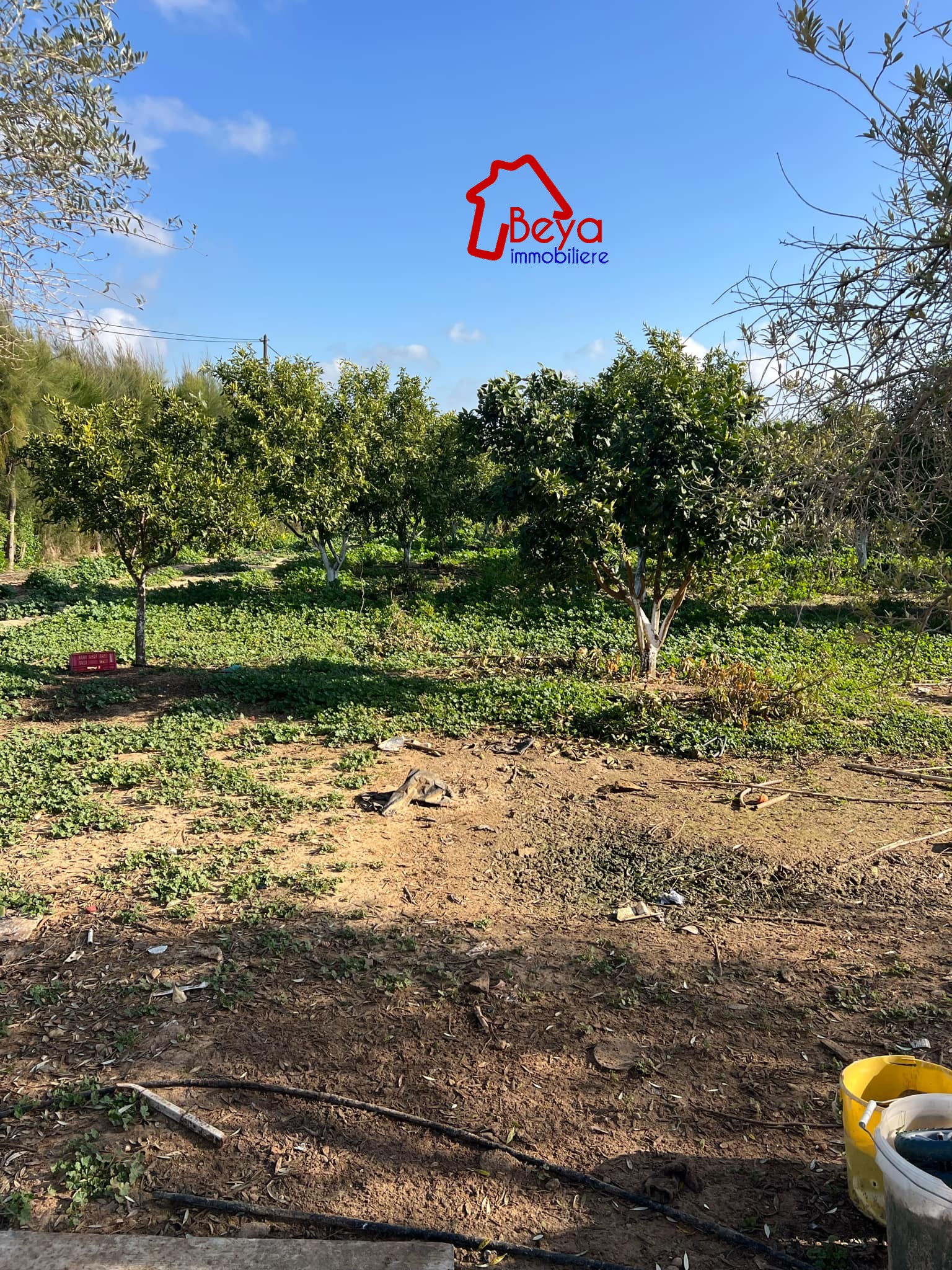 Dar Chaabane Elfehri&nbsp;El Frinine&nbsp;Terrain&nbsp;Terrain agricole&nbsp;Terrain fatima vtm013