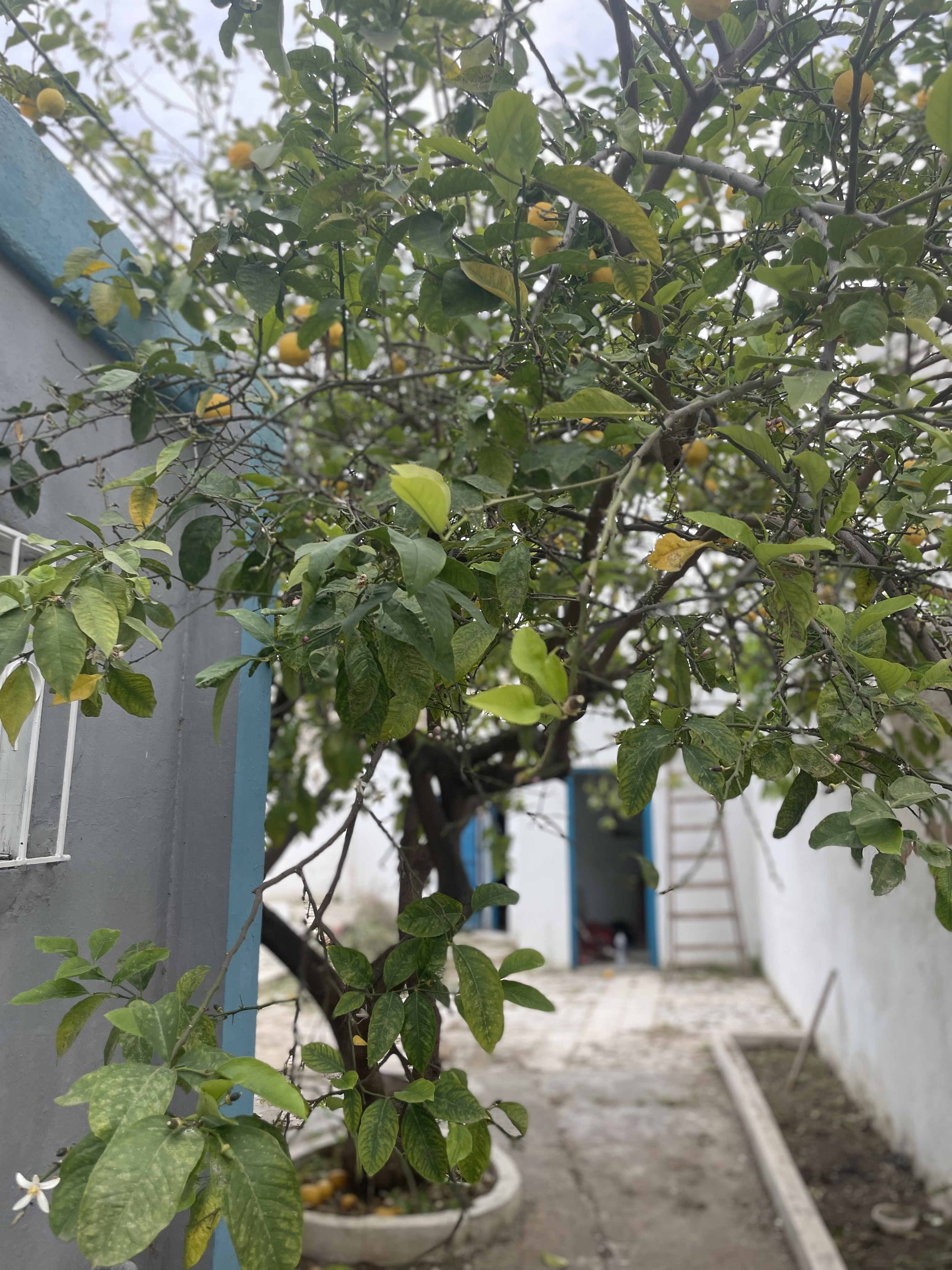 Rades&nbsp;Cite Mohamed Ali&nbsp;Vente&nbsp;Maisons&nbsp;Villa avec jardin dans un quartier calme
