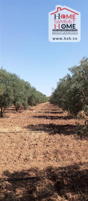 Borj El Amri&nbsp;Borj El Amri&nbsp;Terrain&nbsp;Terrain agricole&nbsp;Terrain agricole fructalis � borj el amri