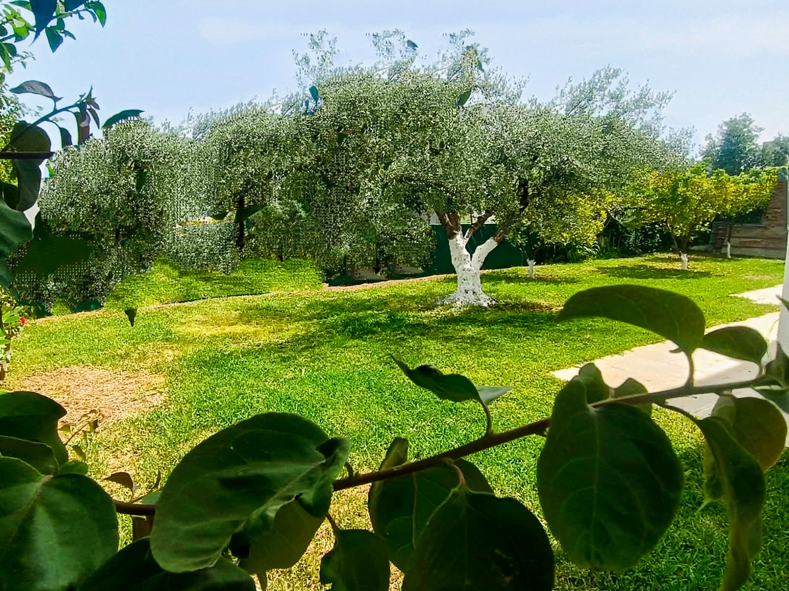 Ariana Ville&nbsp;El Menzah 7&nbsp;Location&nbsp;Maisons&nbsp;Menzah 7 rdc de villa s 3 avec terrasse et jardin