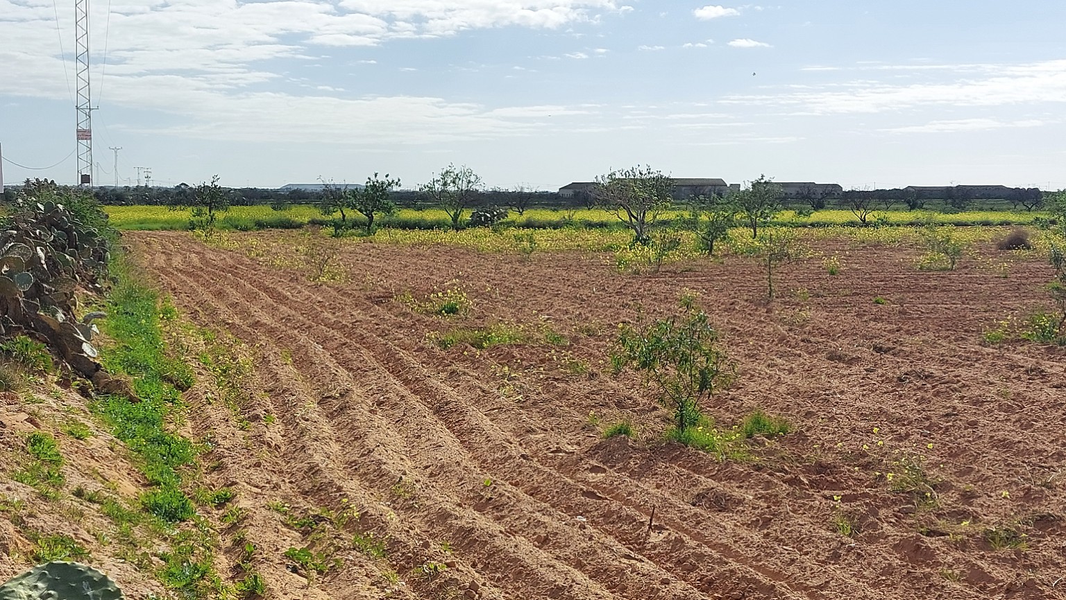 Sfax Sud&nbsp;El Khazzanette&nbsp;Terrain&nbsp;Terrain agricole&nbsp;Terrain 5 707 m2 rte menzel chaker km 11 tf